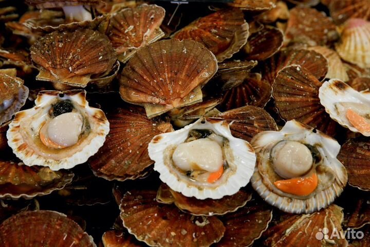 Морской гребешок