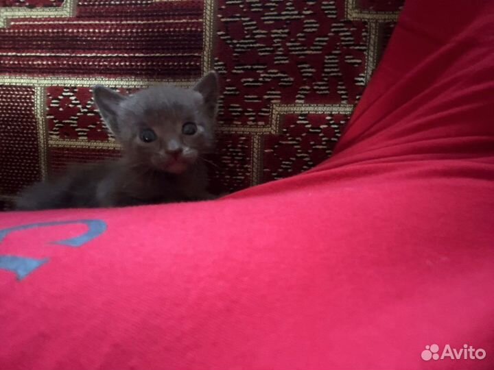 Котята русская голубая