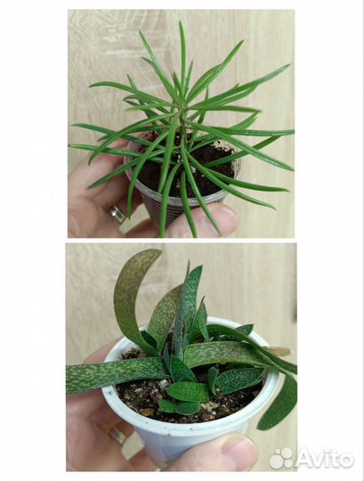 Суккуленты, часть 2