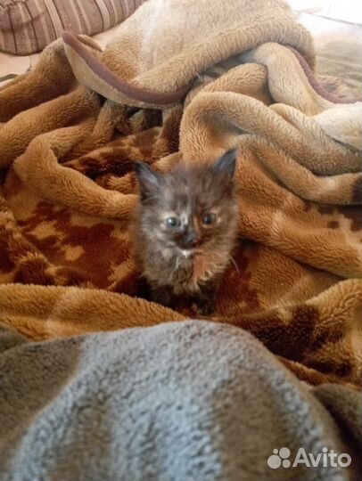 Очаровательные девочки