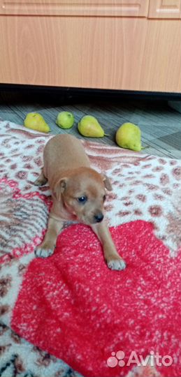 Той-терьер щенки