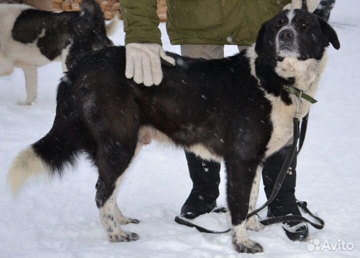 Рич ищет дом