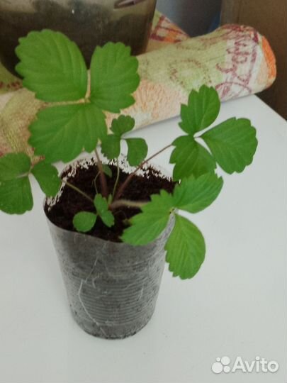 Земляника садовая рассада