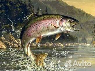 Форель холодно и горячего копчения