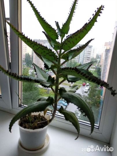 Каланхоэ домашний