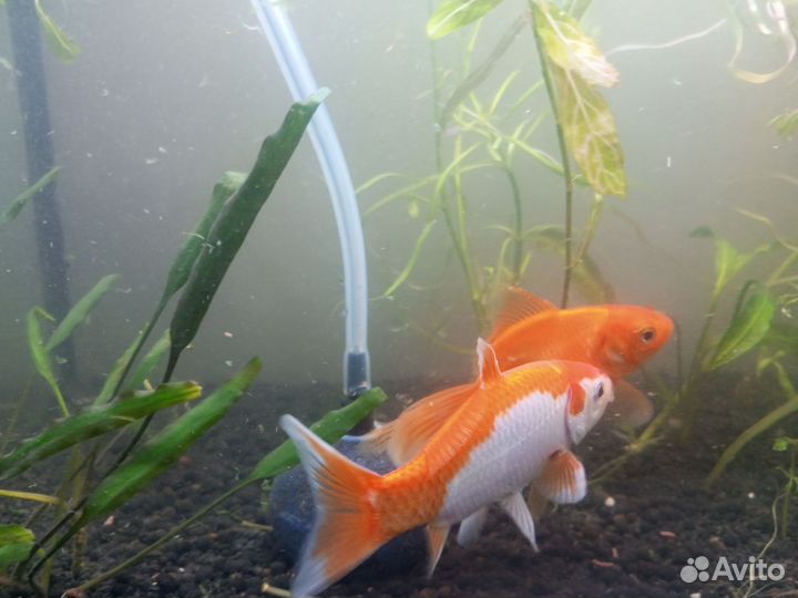 Золотая рыбка