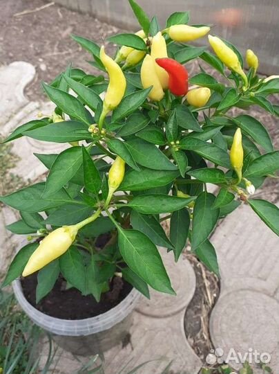 Перец красный острый