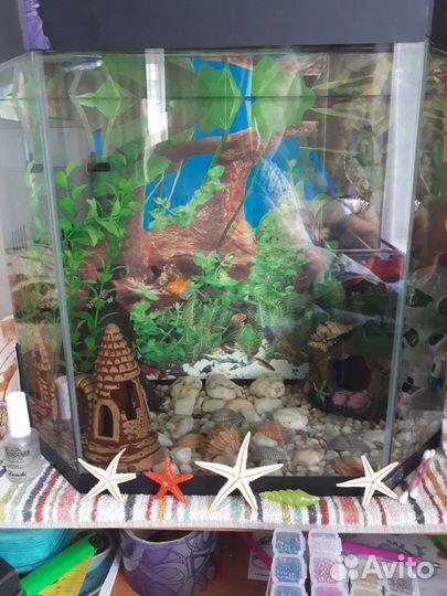 Аквариум