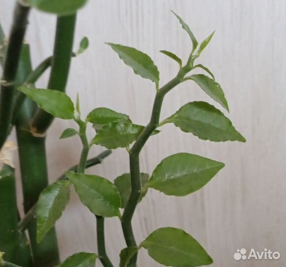 Педилантус (взрослый, не черенок )