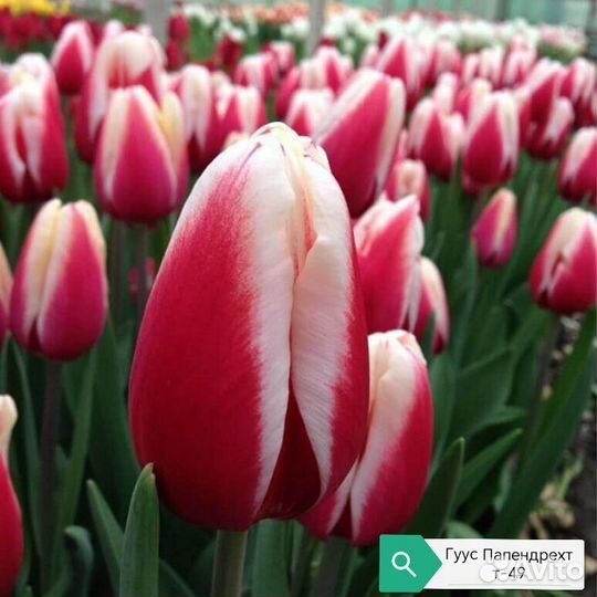 Луковица тюльпанов альбом 4 (детка)