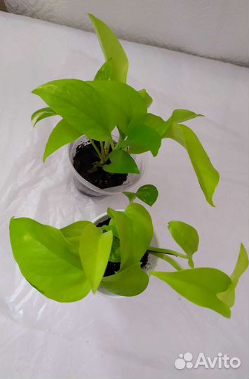 Сингониум Сциндапсус Эпипремнум