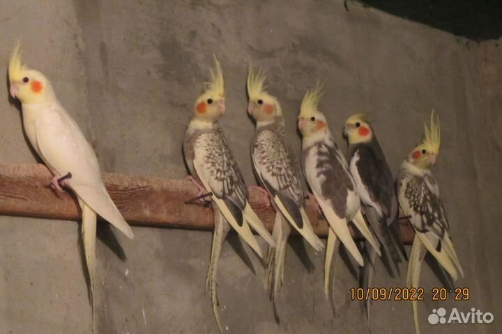 Птицы корелла