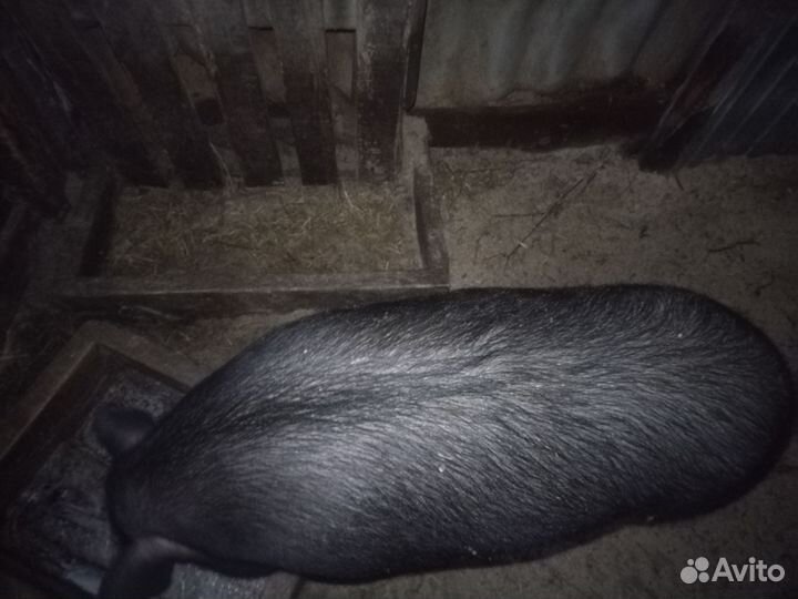 Вьетнамская вислобрюхая свиноматка