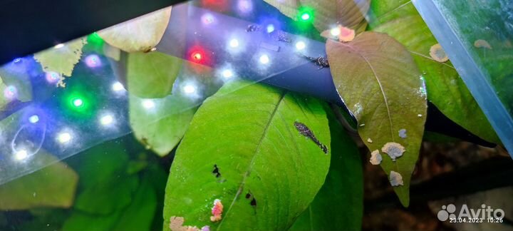 Аквариумистика