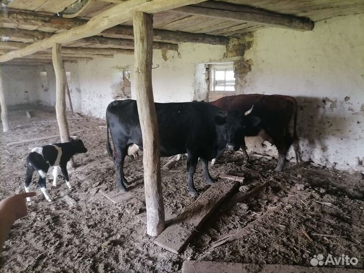 Продажа крс