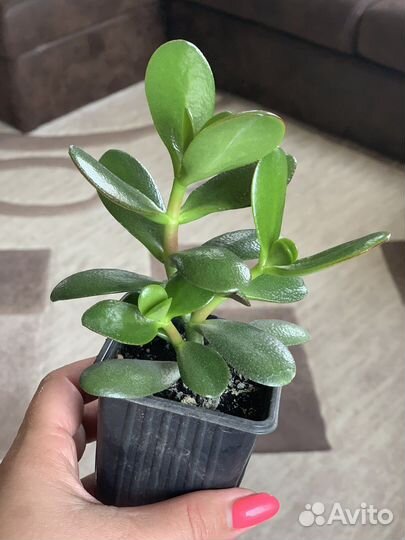 Крассула толстянка