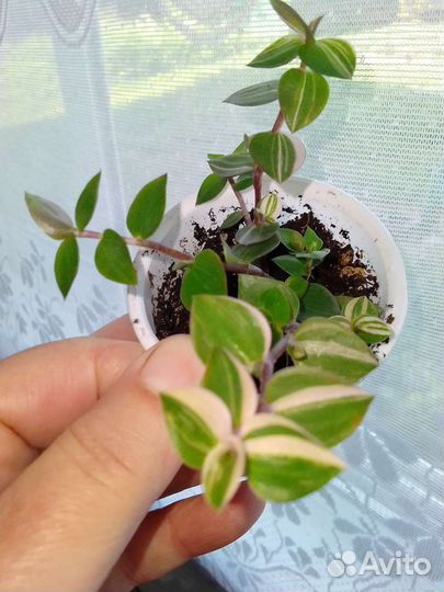 Каллизия четыре вида