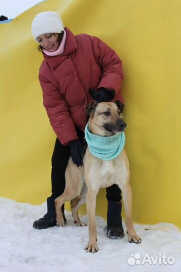 Собака в добрые руки