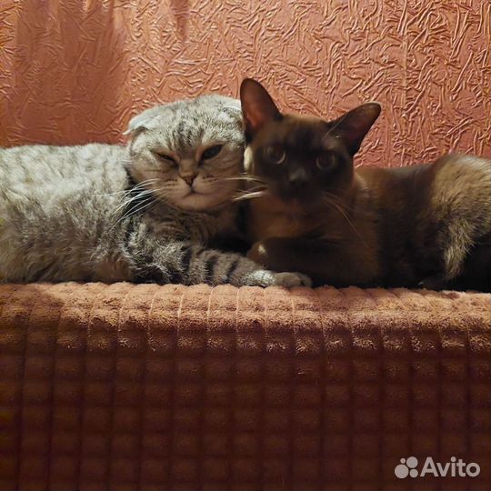 Ищем новых хозяев
