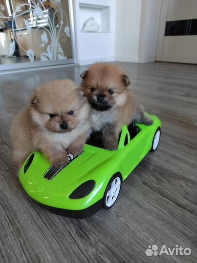 Щенки померанского шпица