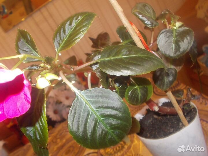 Цветочный сад