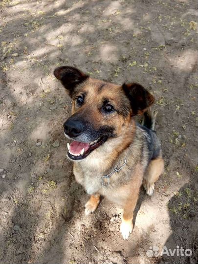Метис овчарки Ася в поисках мампап
