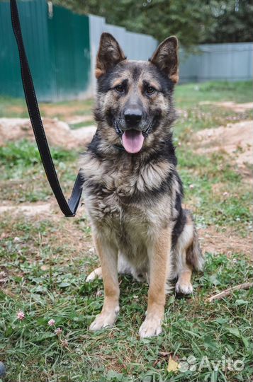 Овчарка Малыш ищет дом