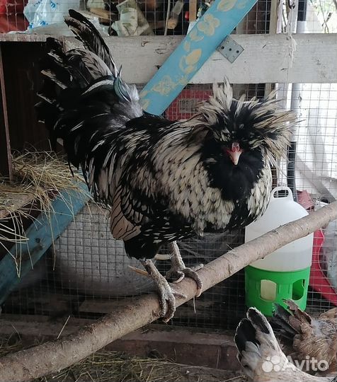 Петух русская хохлатая