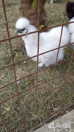 Петушки шклковые