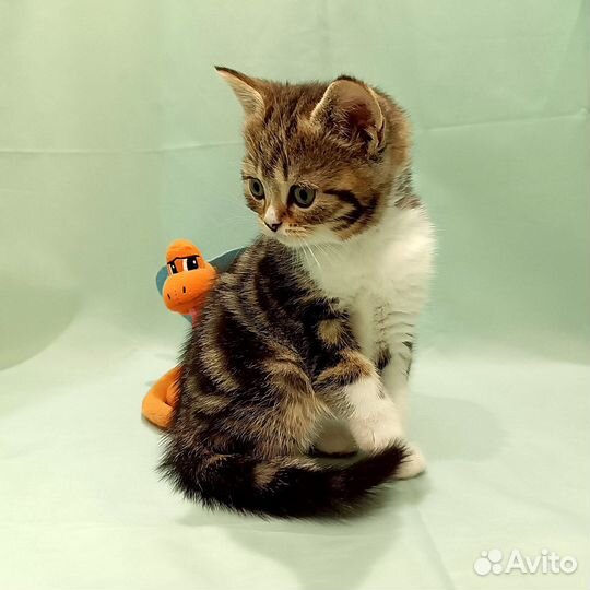 Шотландские вислоухие котята из питомника