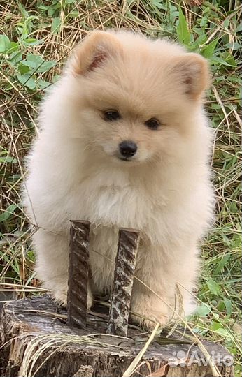 Щенок девочка