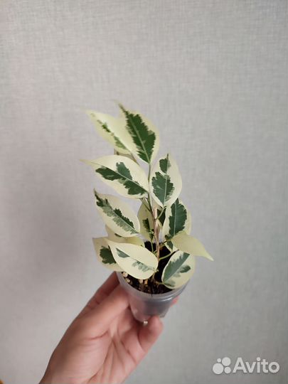 Фикус твилайт