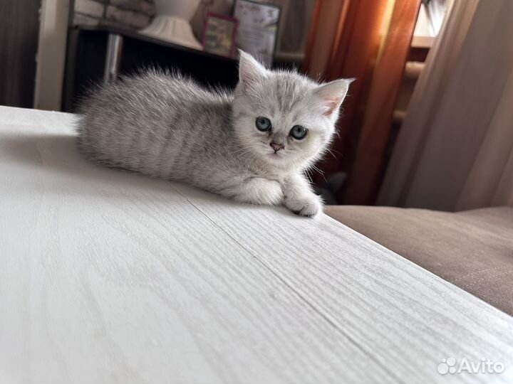 Шотландская кошка