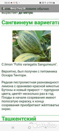 Лимон вариентатный