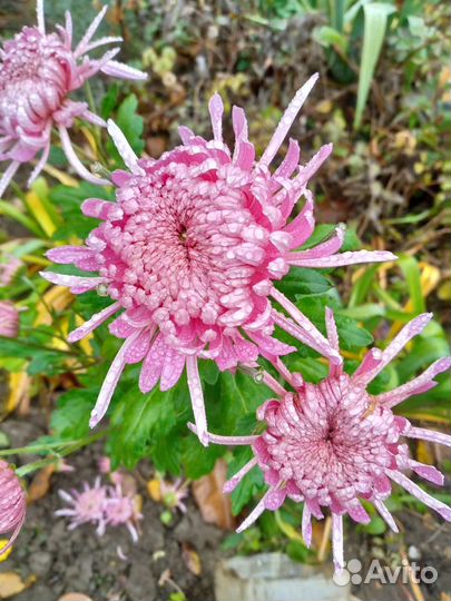 Хризантема дубки