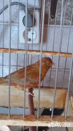 Европейский кенар