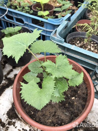 Садовые растения