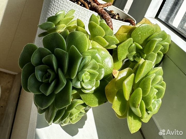 Аэонимум lilu pad