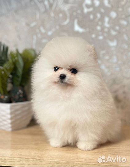 Мини шпиц медвежьего типа