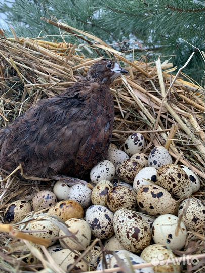 Инкубационное яйцо перепелов
