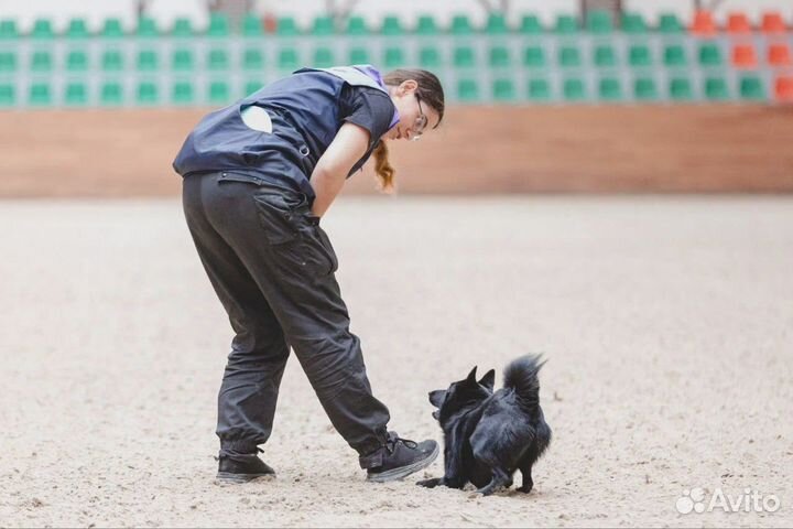 Дрессировка и воспитание собак / Кинолог с опытом