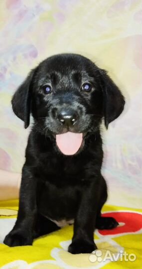 Щенки лабрадора