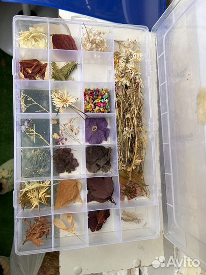 Гербарий сухоцвет