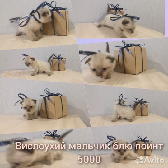 Британские котята
