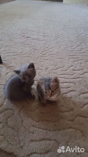 Котики бесплатно в добрые руки