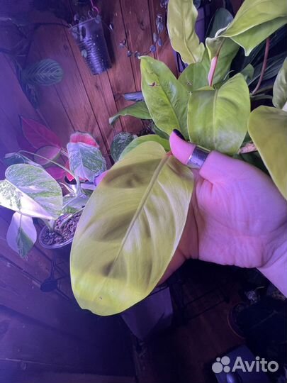 Филодендрон малай голд