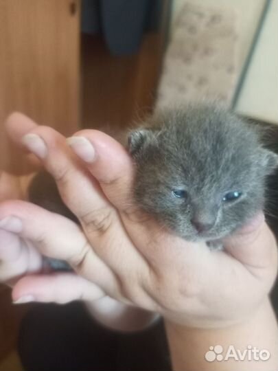 Британская кошка в дар