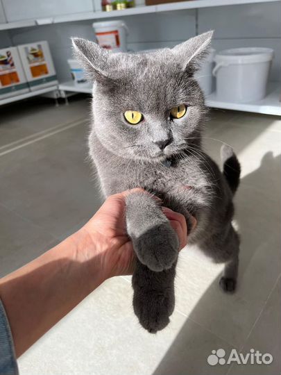 Британский кот