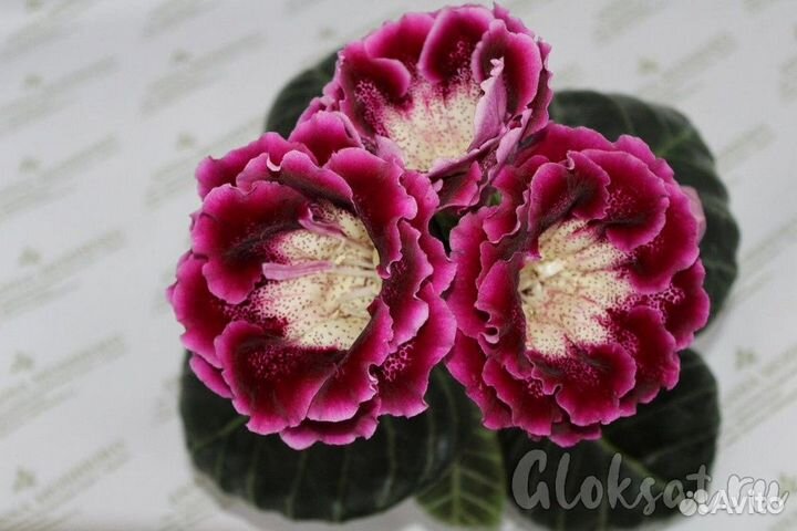 Глоксиния махровая