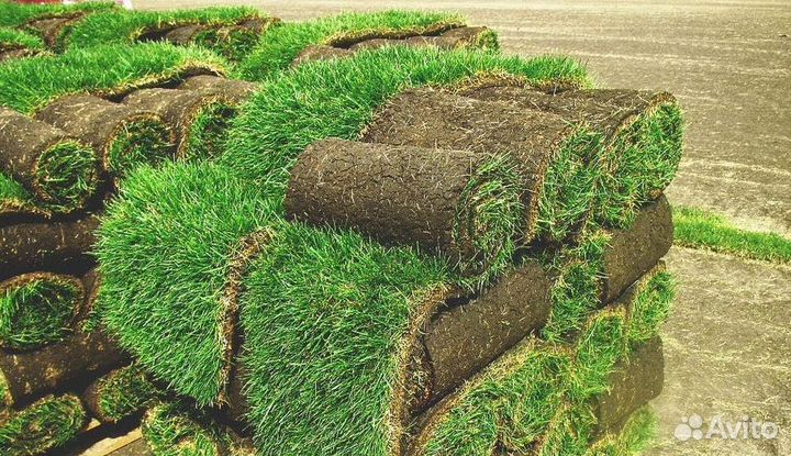Рулонный газон